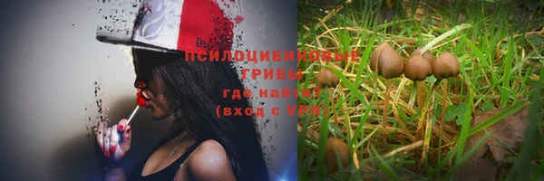 прущие грибы Мегион